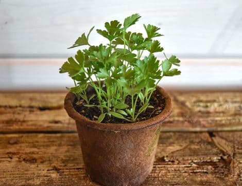 Potted Parsley Plant, Organic