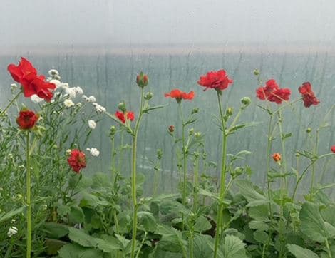 Geum 'Mrs J Bradshaw' Perennial Plant image thumbnail