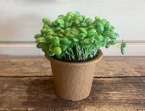 Basil Plant, Organic 'Sweet Genovese'