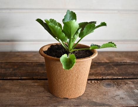 Eryngium Planum 'Sea Holly' Perennial Plant