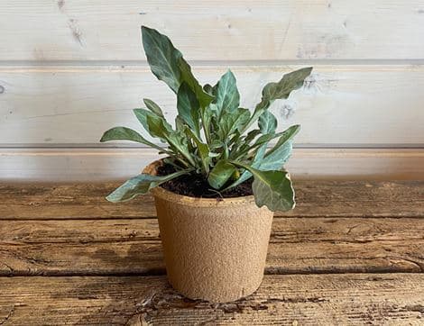 Lysimachia 'Beaujolais' Plant