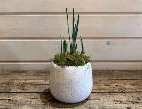 British Scented White Narcissi Plant