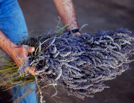 Lavender Body Oil, B Corp, Non-Organic image thumbnail