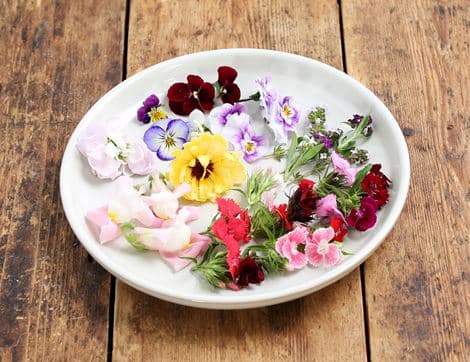 Edible Flowers