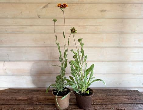 The Organic Blooms Gardening Club