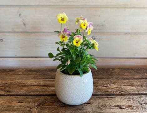 Summer Viola Planter