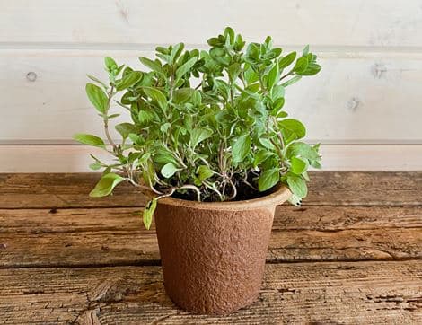 Potted Marjoram Plant