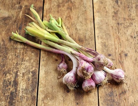 Fresh Green Garlic Bunch