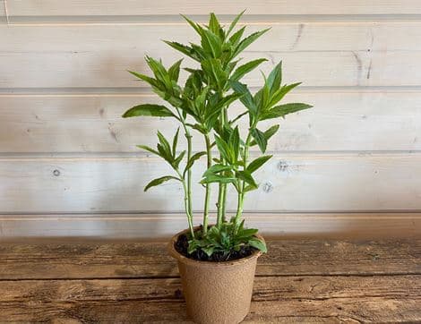 Physostegia virginiana, 'Obedient' plant