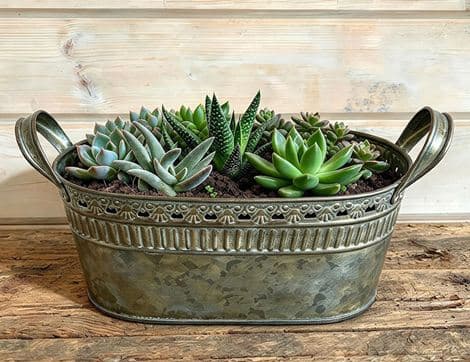Mixed Succulent Planter