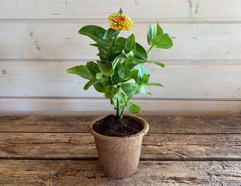 Zinnia Plant