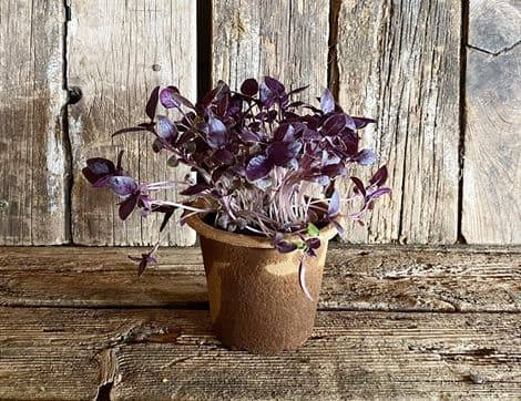Potted Purple Basil