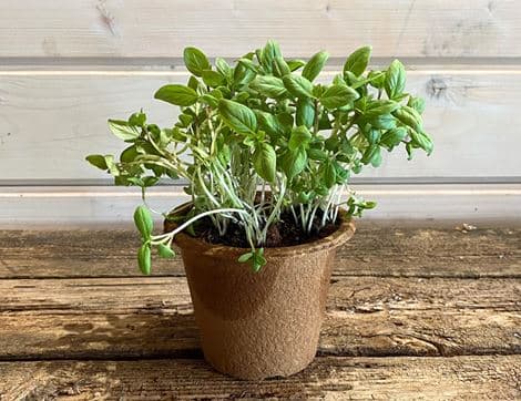 Potted Thai Basil