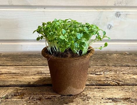 Potted Greek Basil