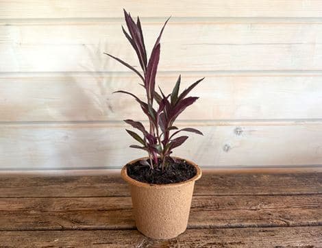 Lobelia Cardinalis 'Queen Victoria' Perennial Plant