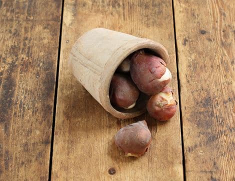 Tulip Bulbs, 'Salmon Impression'