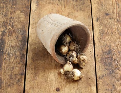 Muscari Bulbs, 'Armeniacum'