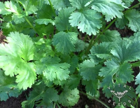 Coriander Seeds, Filtro image thumbnail