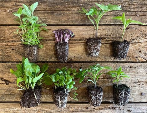 Plug Plants, Mediterranean Veg