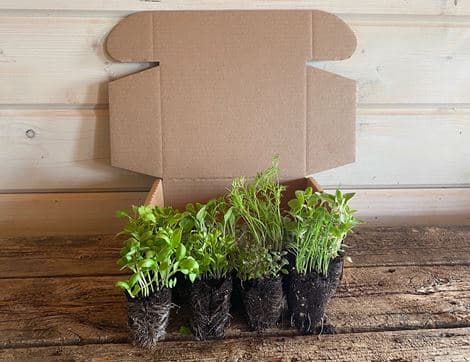 Plug Plants, Herb Collection image thumbnail