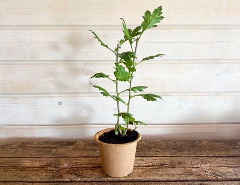 Chrysanthemum Indicum Perennial Plant, Organic