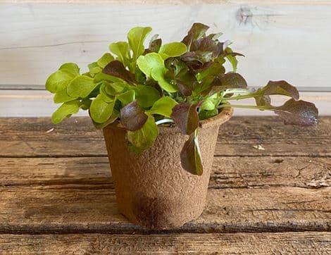 Lettuce Plant, 'Green & Red Salad Bowl'