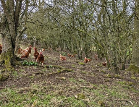 Eggs, Free Range, Non-Organic image thumbnail