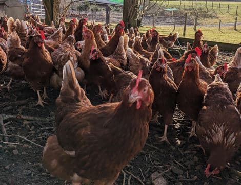 Eggs, Free Range, Non-Organic image thumbnail