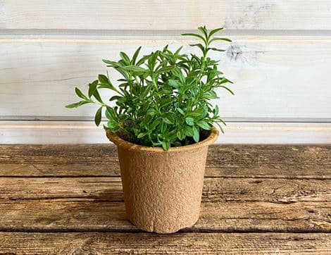 Winter Savory Plant