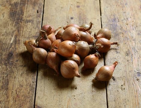 Shallots