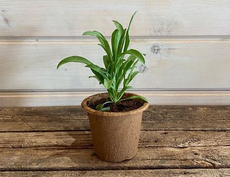Wallflower Plant