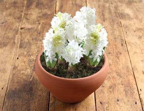 British Scented White Hyacinth Gift Planter image thumbnail