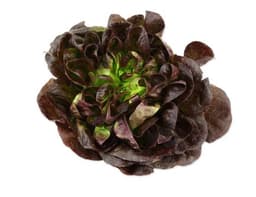 image of Red Lettuce