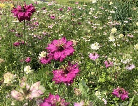 Nigella Seeds, Miss Jekyl Rose image thumbnail