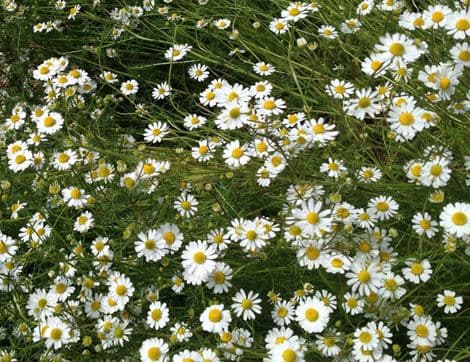 Chamomile Seeds image thumbnail
