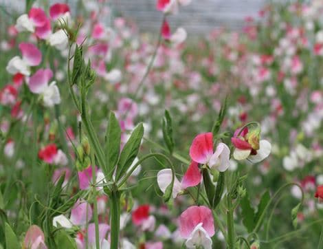 Sweet Pea Seeds, Painted Lady image thumbnail