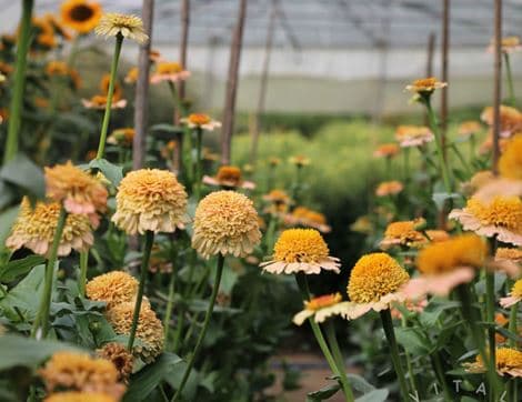 Zinnia Seeds, Zinderella Peach image thumbnail