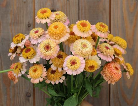 Zinnia Seeds, Zinderella Peach image thumbnail