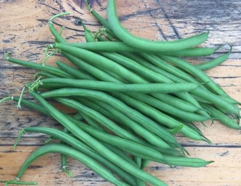 Dwarf French Bean Seeds, Faraday image thumbnail