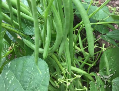Dwarf French Bean Seeds, Faraday image thumbnail