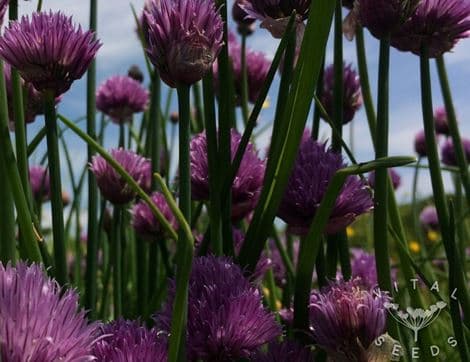 Common Chive Seeds image thumbnail