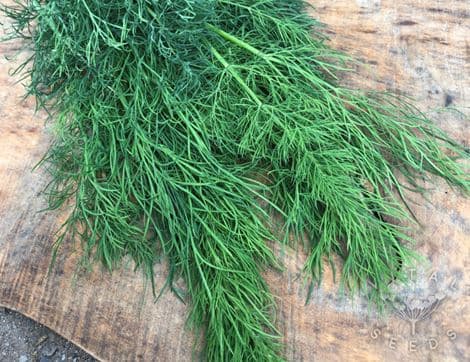 Dill Seeds image thumbnail