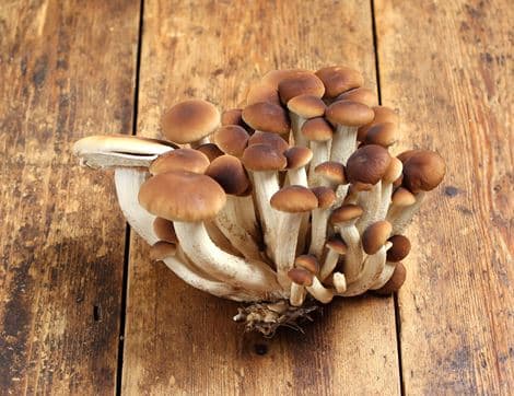 Pioppino Mushrooms