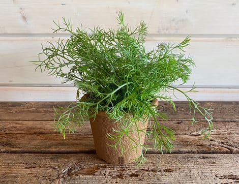 Camomile Plant