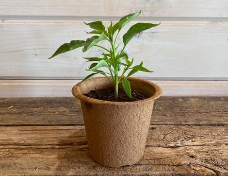 Chilli Pepper Plant, 'Ring of Fire'
