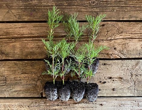 Cosmos Plant Collection, Organic