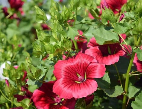 Mallope trifida Flower Seeds image thumbnail