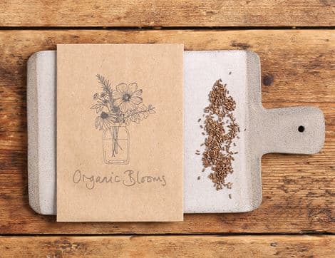 Helichrysum bracteatum Flower Seeds
