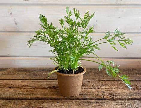 Potted Caraway Plant