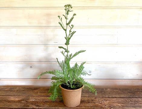 Achillea 'Parkers Variety' Perennial Plant